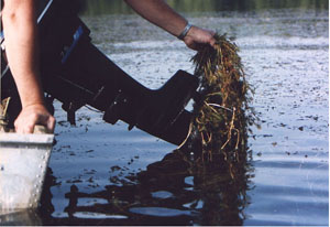 Engine Milfoil