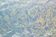Jun 2021 Drone Flights 20210710-DJI_0437.jpg