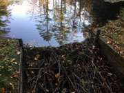 2019 Beaver dam
