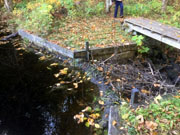 2019 Beaver dam