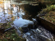 2019 Beaver dam