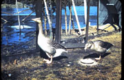 5-17-2008_002.jpg