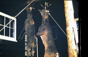 5-17-2008_006.jpg