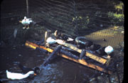 5-17-2008_007.jpg
